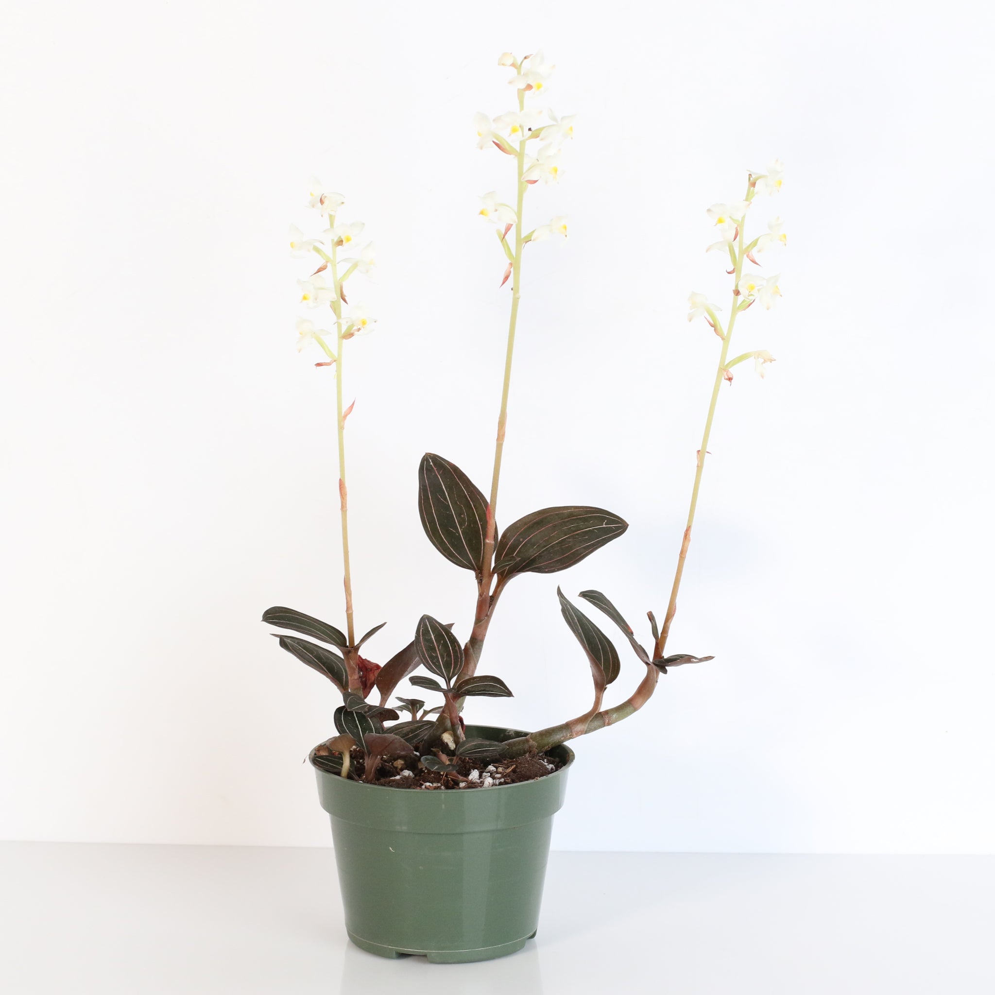 Jewel Orchid (Ludisia Discolor)