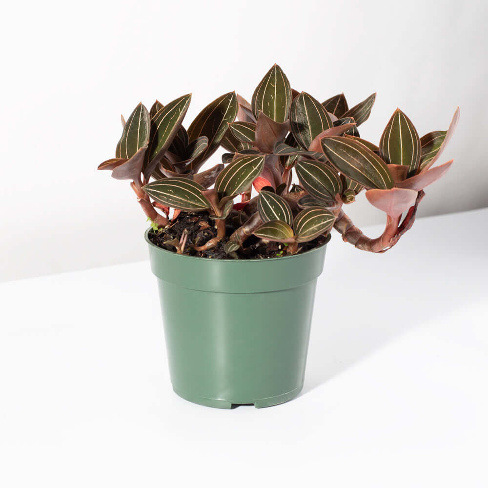 Jewel Orchid (Ludisia Discolor)