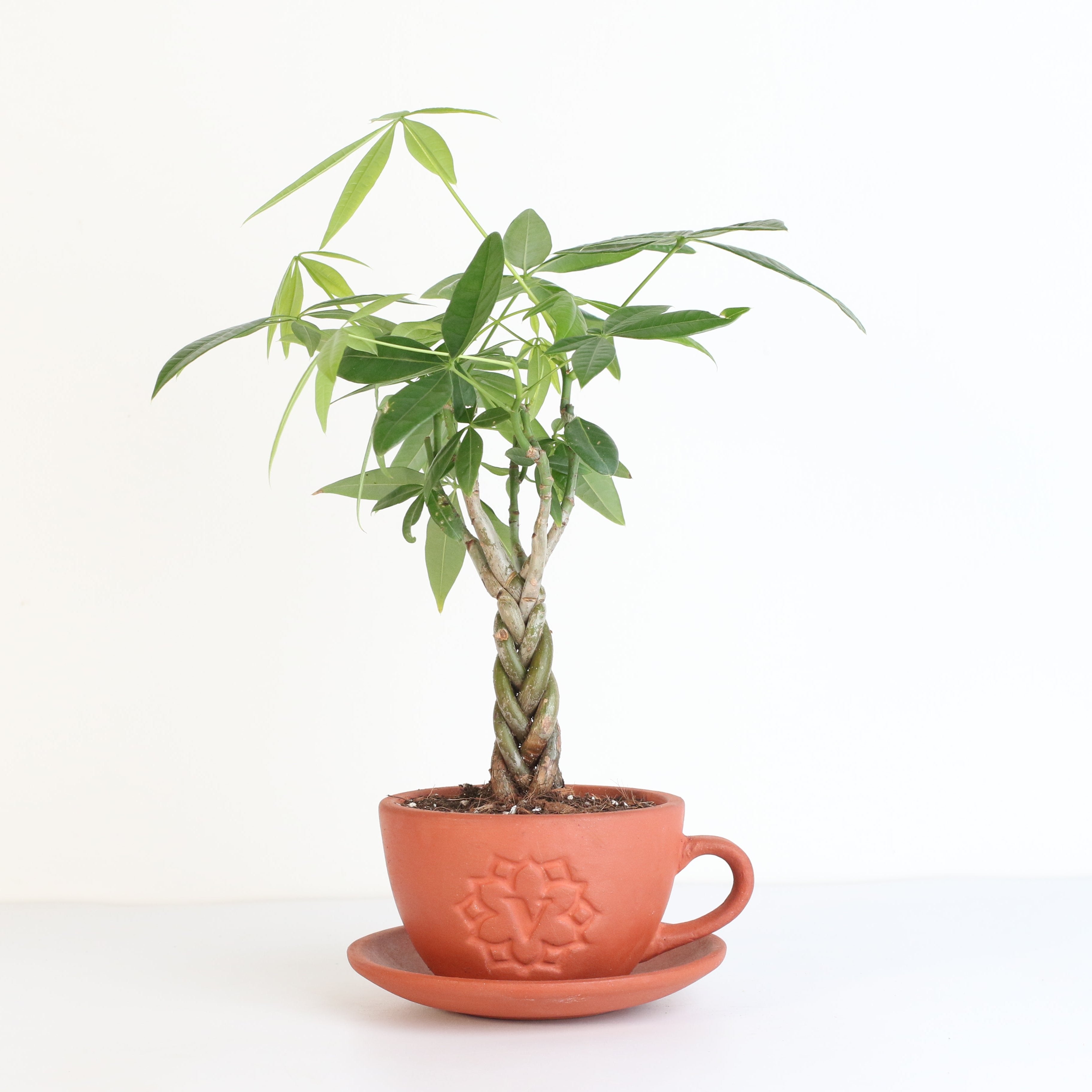 Braided Money Tree (Pachira aquatica)