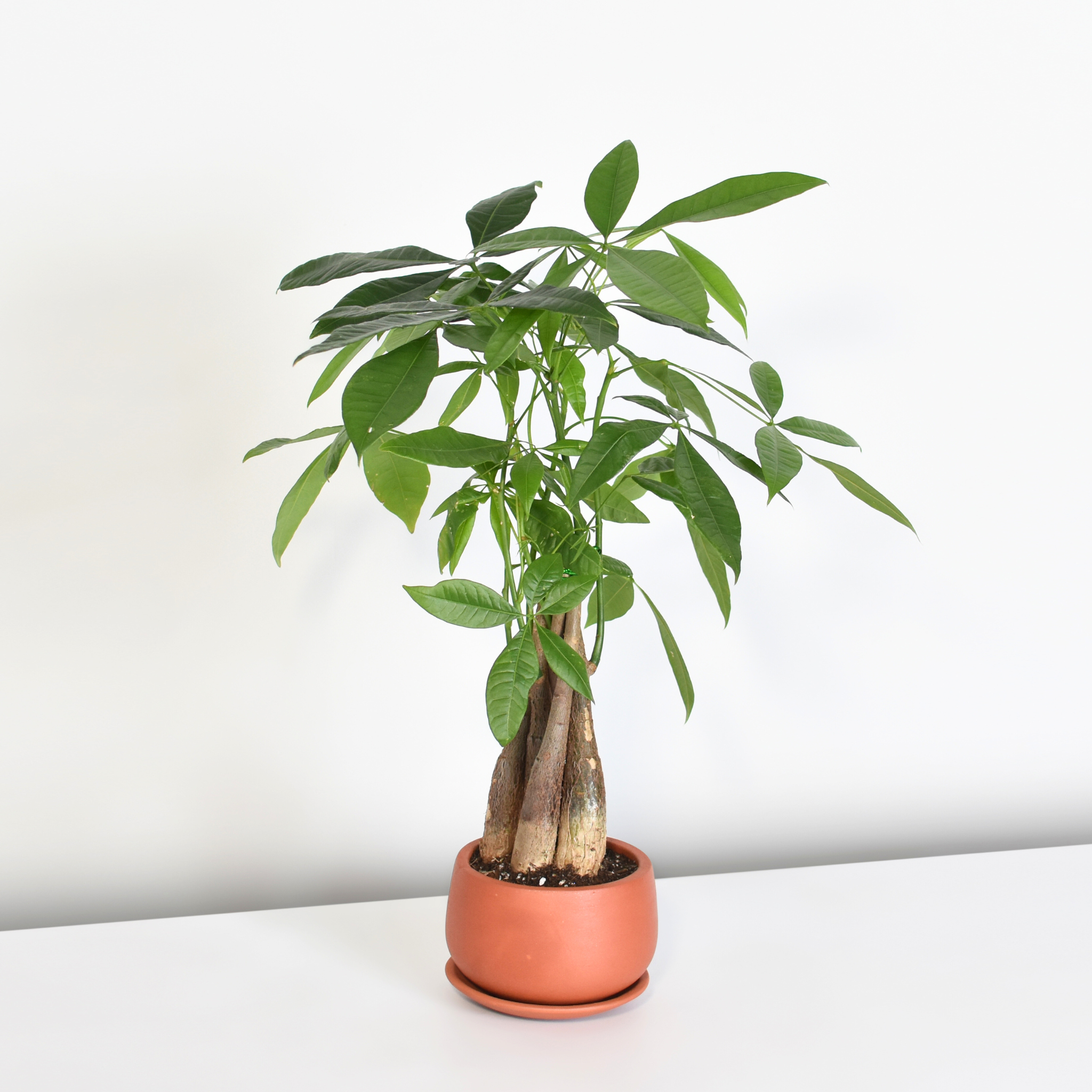 Braided Money Tree (Pachira aquatica)