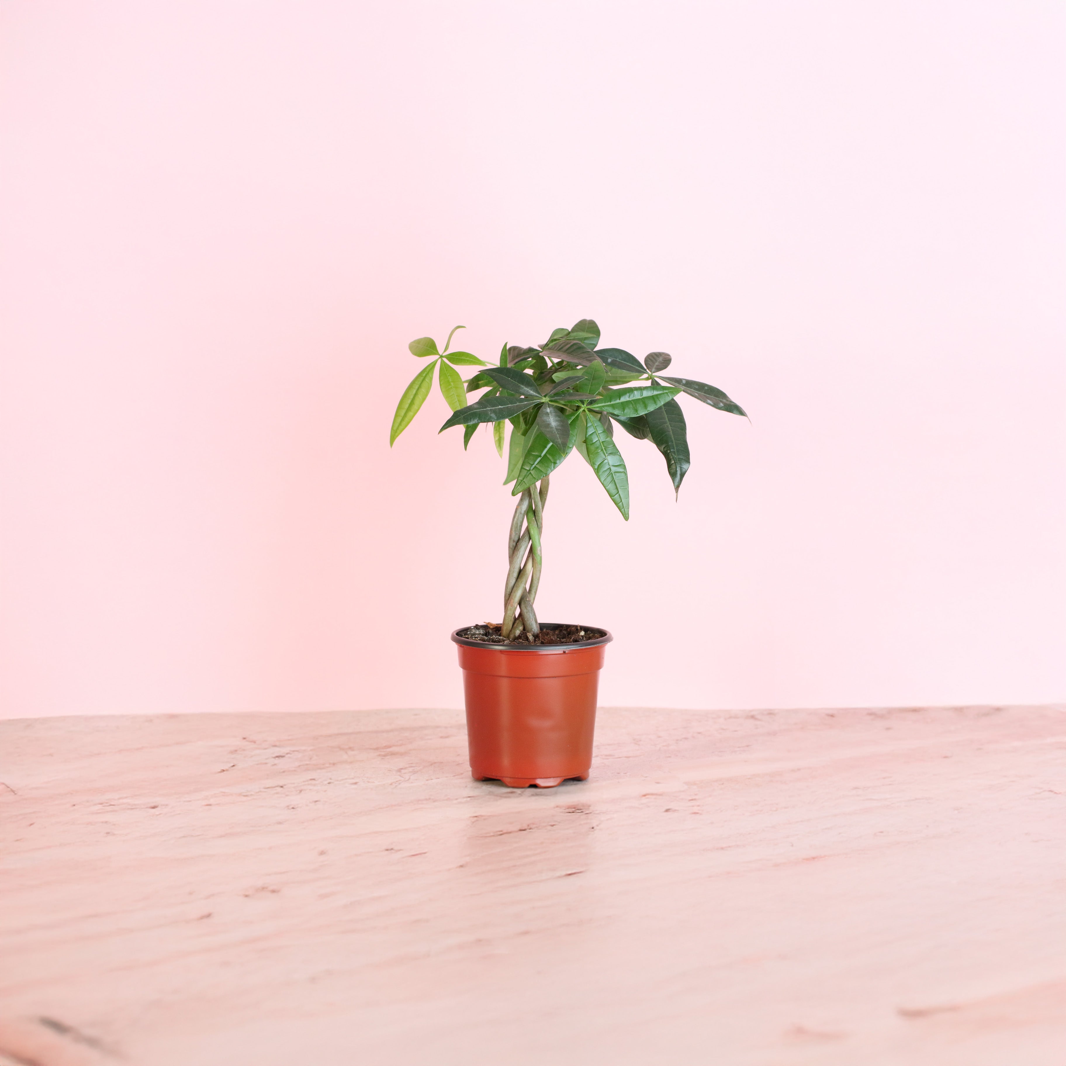 Braided Money Tree (Pachira aquatica)
