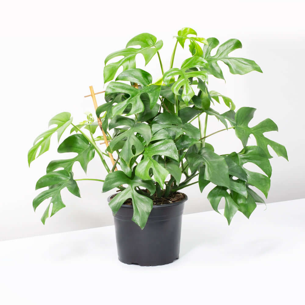 Monstera Ginny – Mini Monstera (Rhaphidophora tetrasperma)