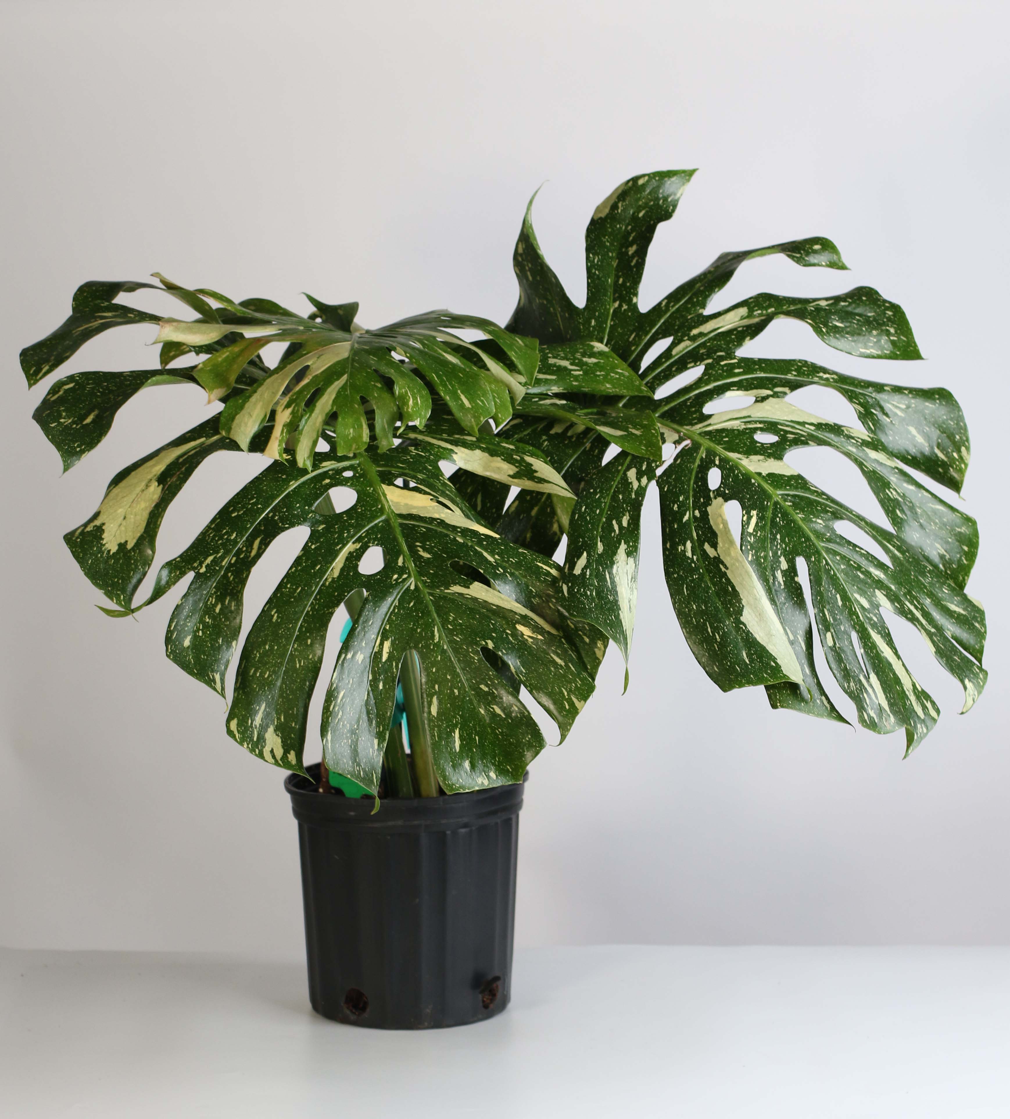 Monstera Thai Constellation