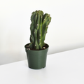 Monstrose Peruvian Apple Cactus