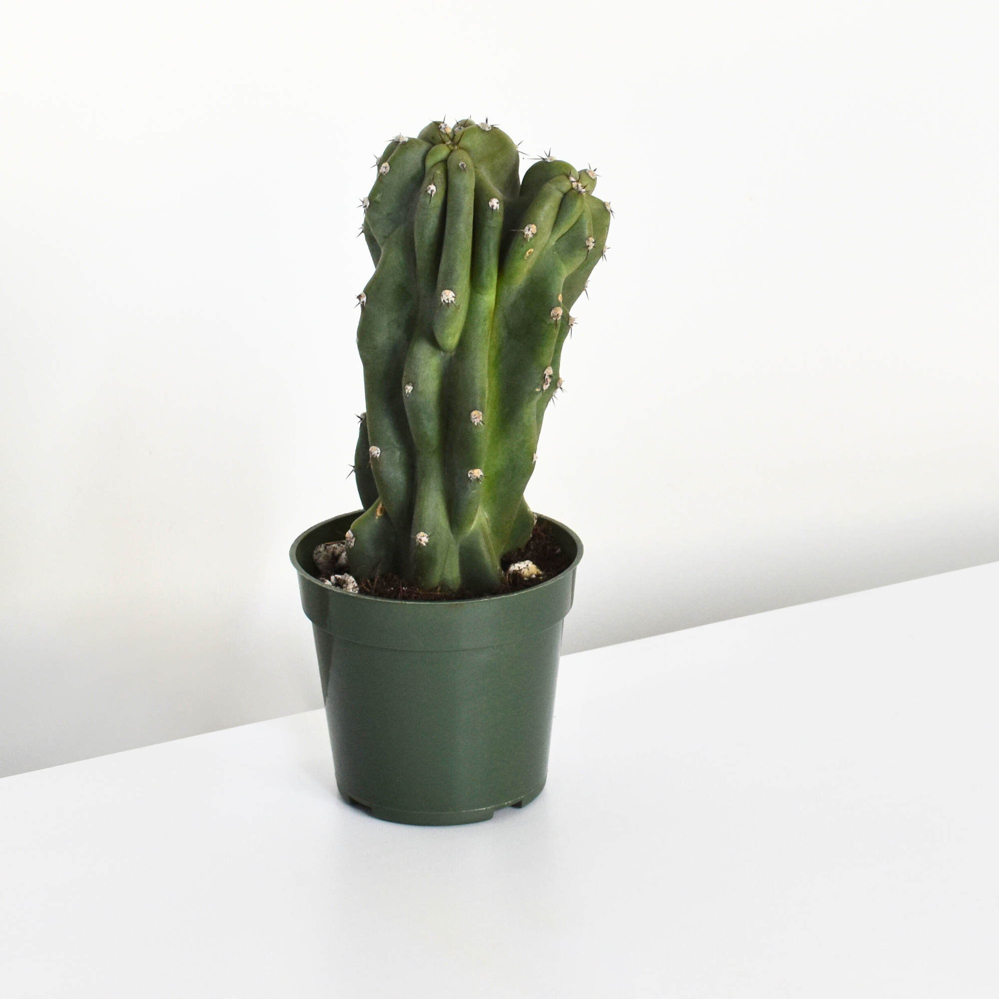 Monstrose Peruvian Apple Cactus