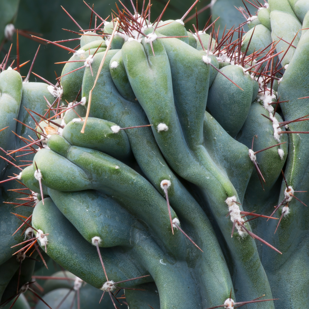 Monstrose Peruvian Apple Cactus