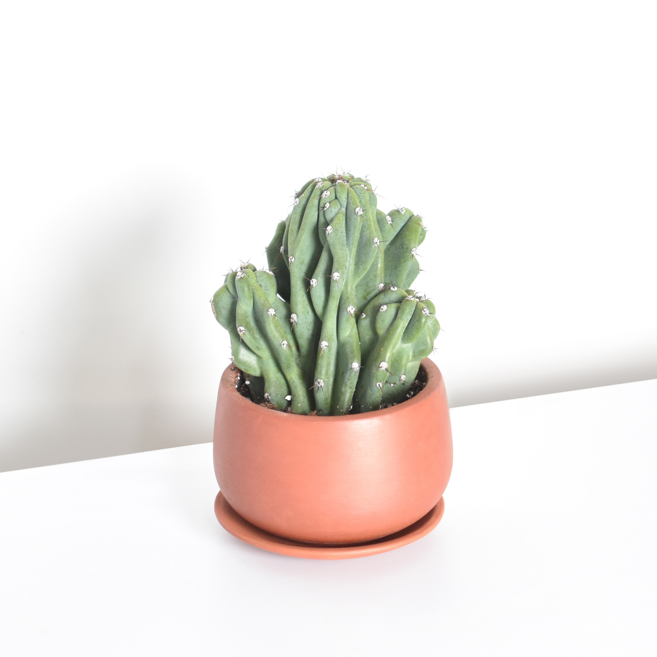 Monstrose Peruvian Apple Cactus (Cereus repandus f. monstrosus)
