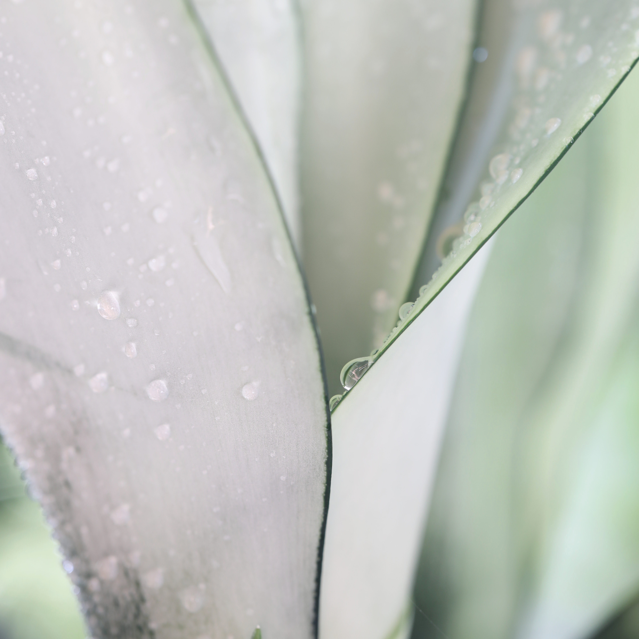 Silver Moonshine Sansevieria Snake Plant