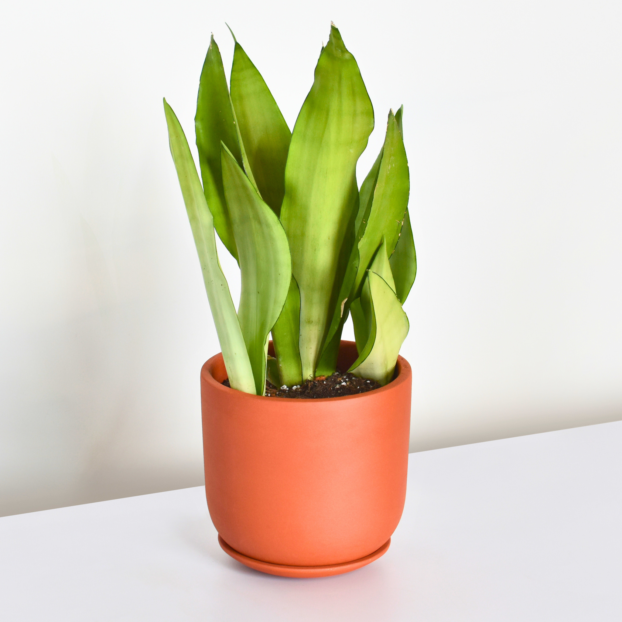 Silver Moonshine Sansevieria Snake Plant