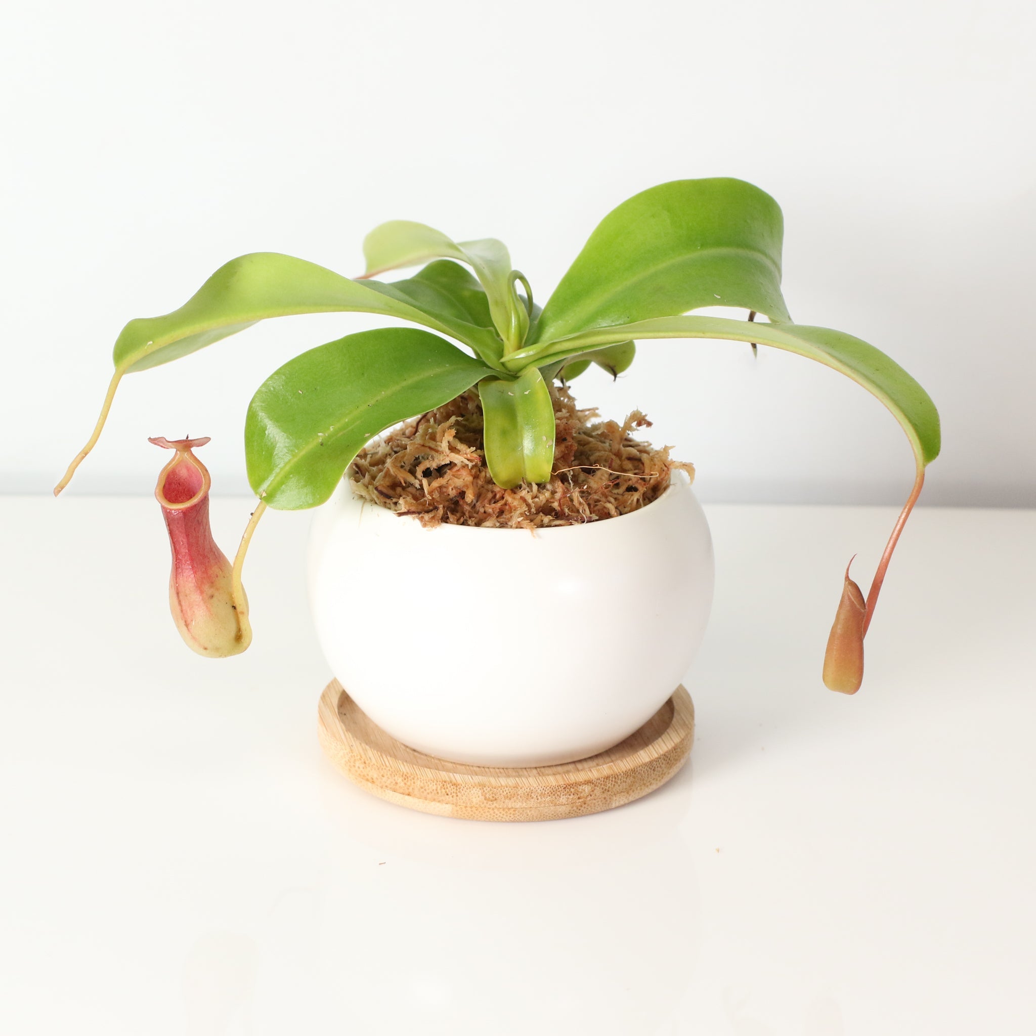 Tropical Pitcher Plant Nepenthes Alata Carnivorous