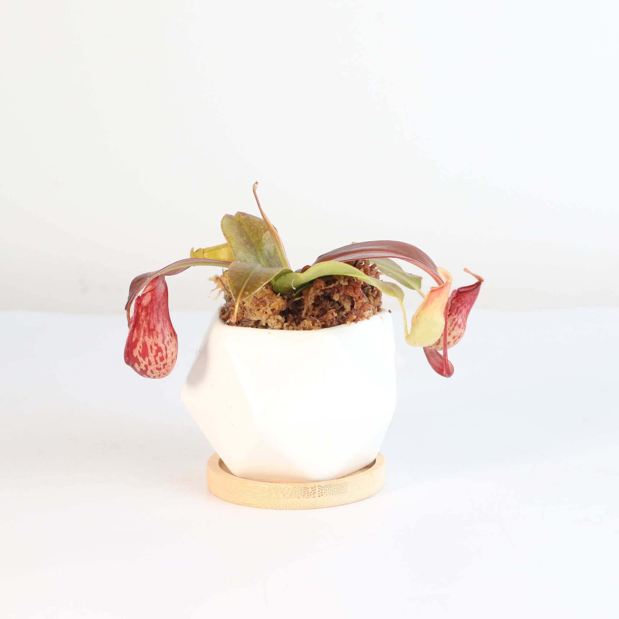 Tropical Pitcher Plant Nepenthes Gaya Carnivorous