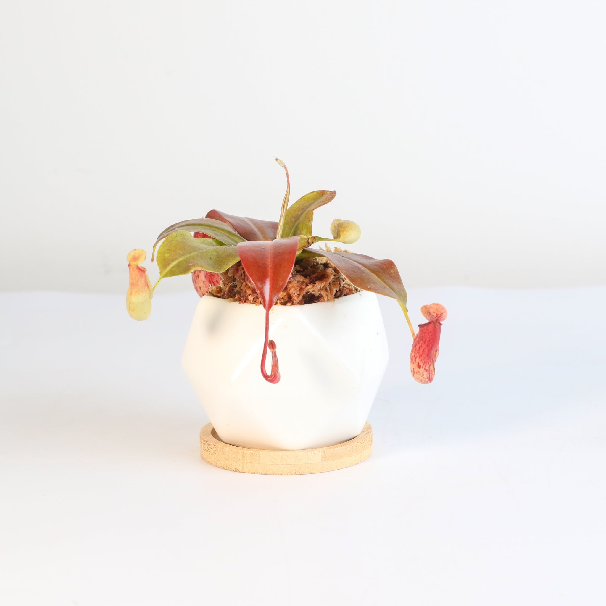Tropical Pitcher Plant Nepenthes Gaya Carnivorous