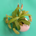 Carnivorous Plant Bundle — Nepenthes, Venus Fly Trap & Pink Sundew