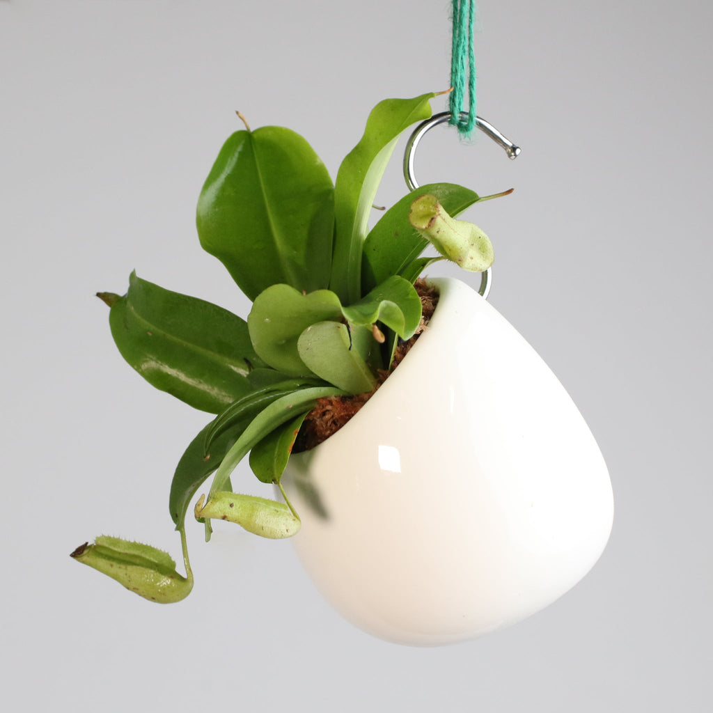 Minimalistic Ceramic White Planter Bundle — Set of 3