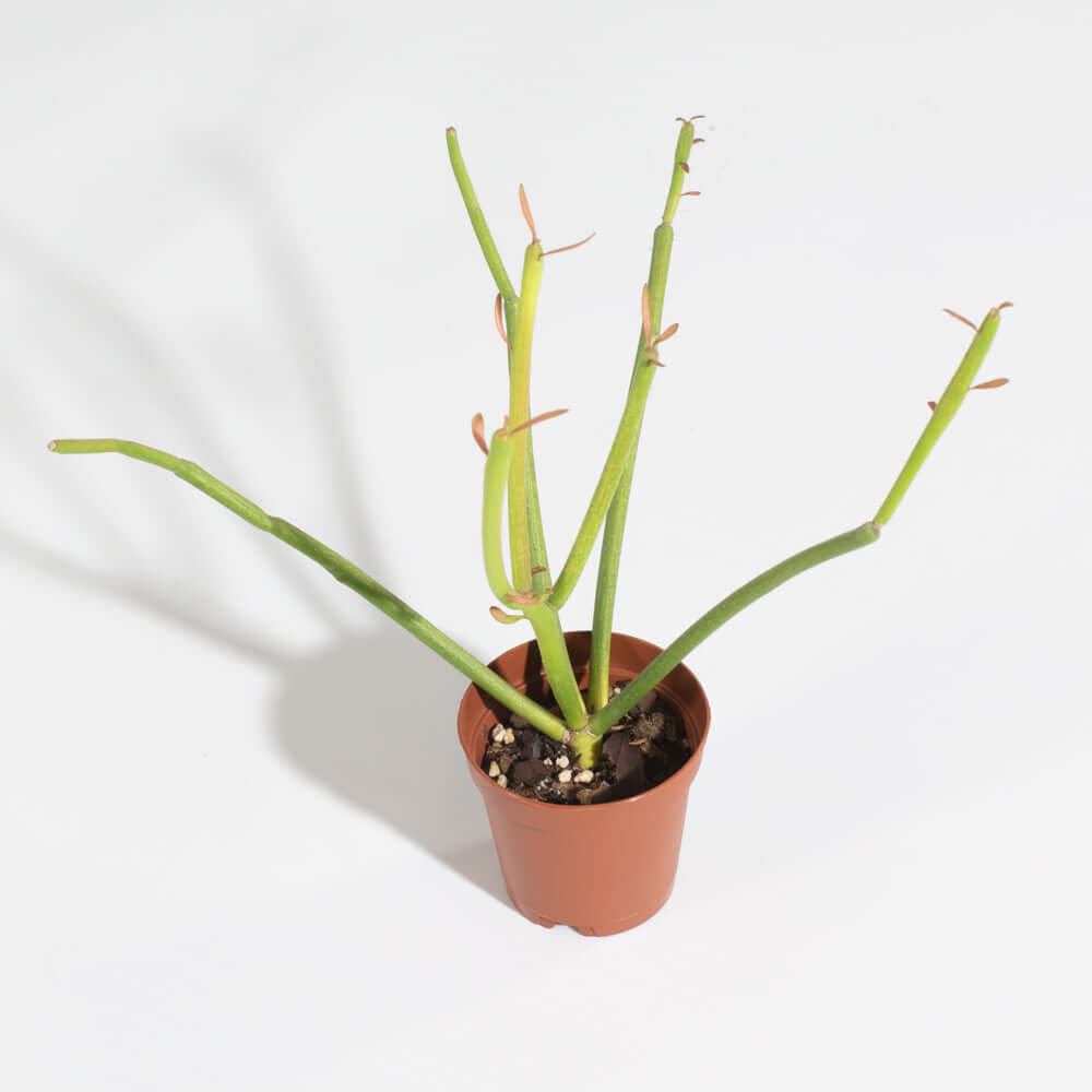 Firesticks Pencil Cactus (Euphorbia Tirucalli)