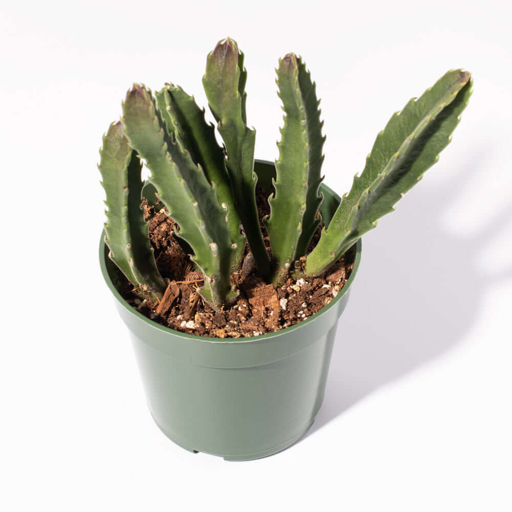Stapelia Gigantea — Zulu Giant Starfish Succulent