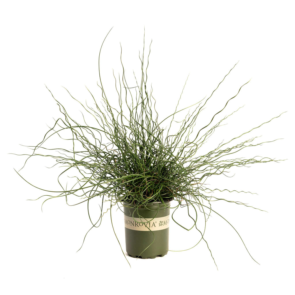 ColorGrass® Twister Corkscrew Rush