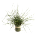 ColorGrass® Twister Corkscrew Rush