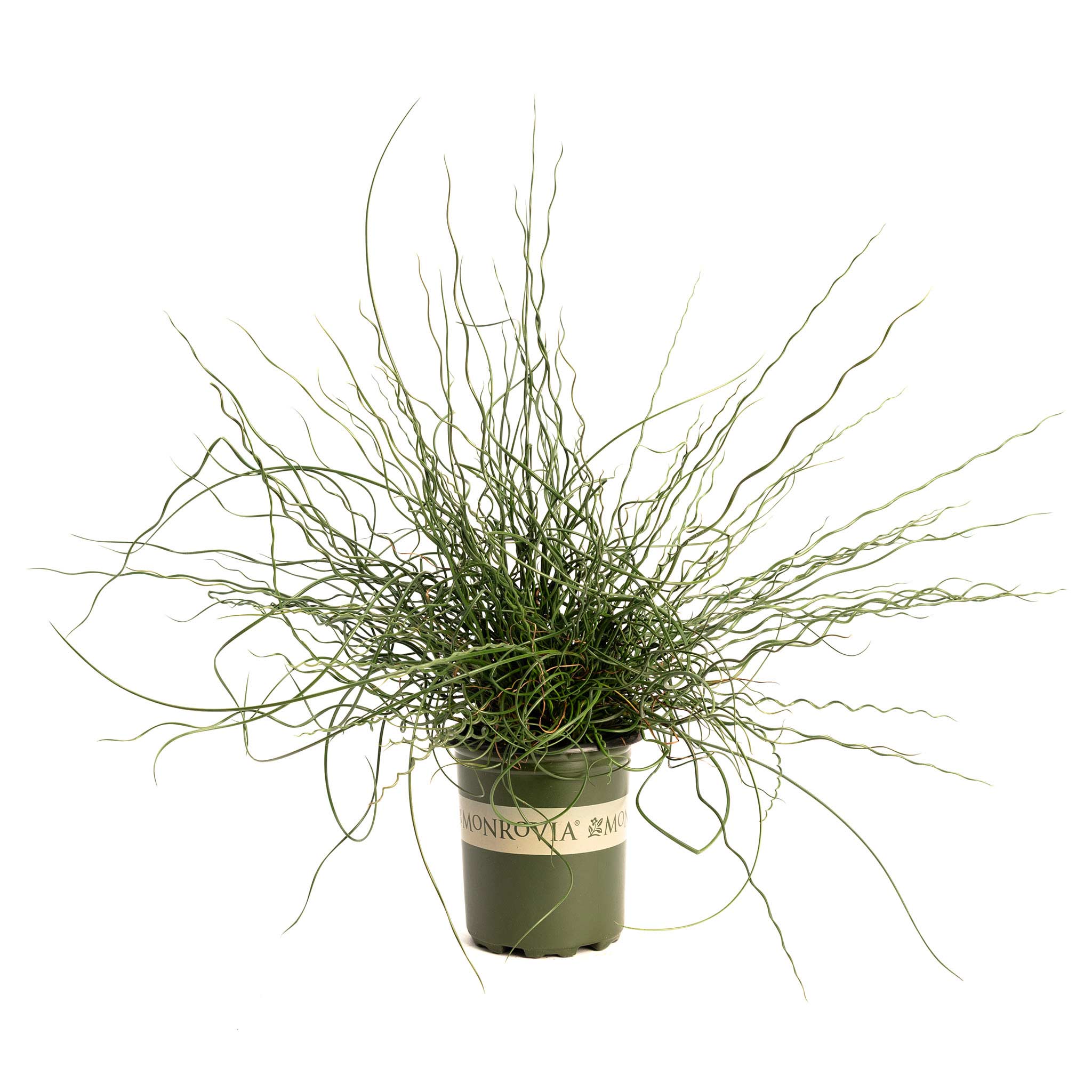 ColorGrass® Twister Corkscrew Rush