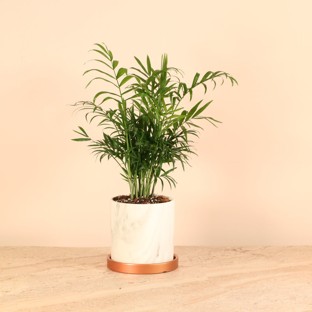 Parlor Palm Neanthe Bella Plant