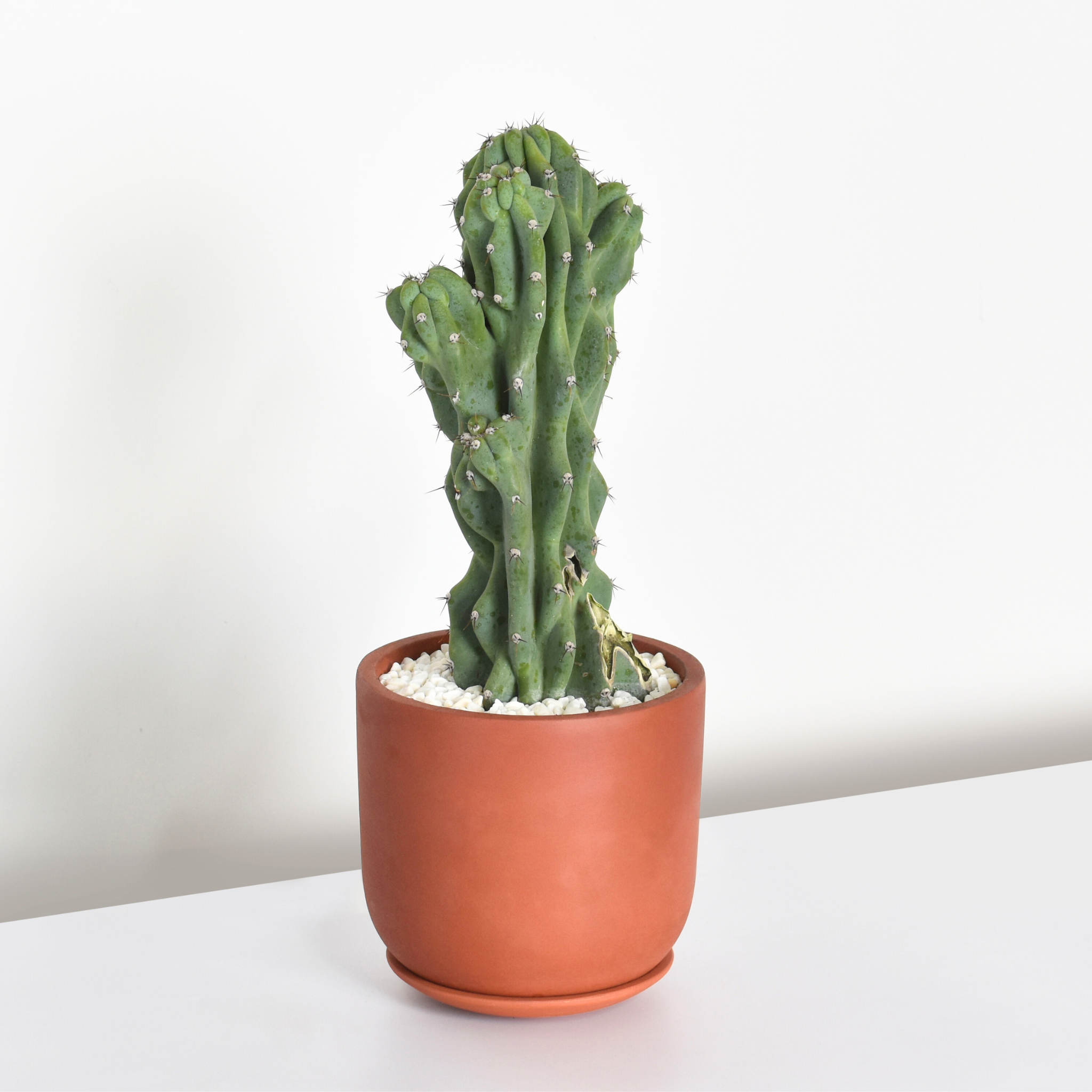 Monstrose Peruvian Apple Cactus (Cereus repandus f. monstrosus)