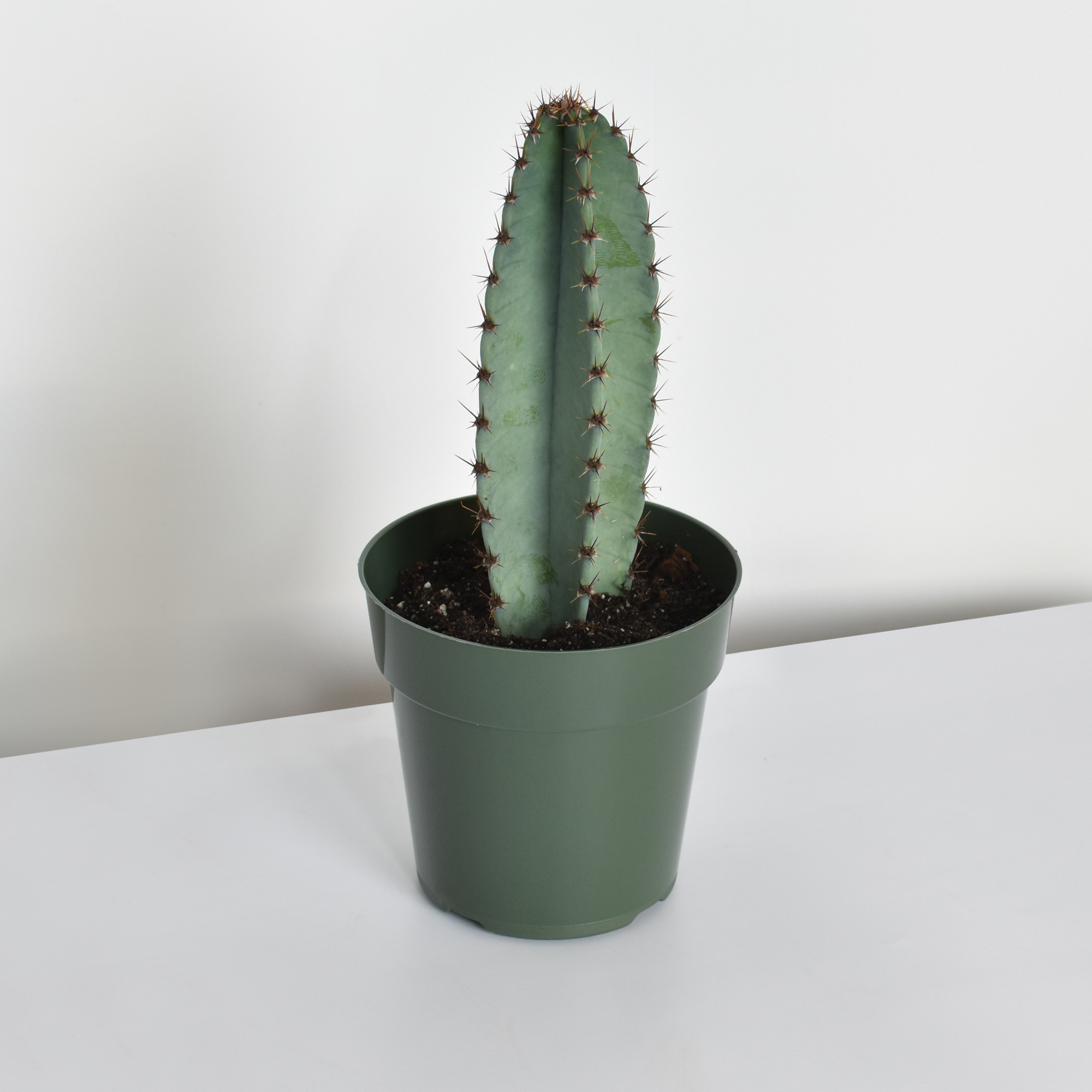 Night Blooming Peruvian Apple Cactus (Cereus repandus)