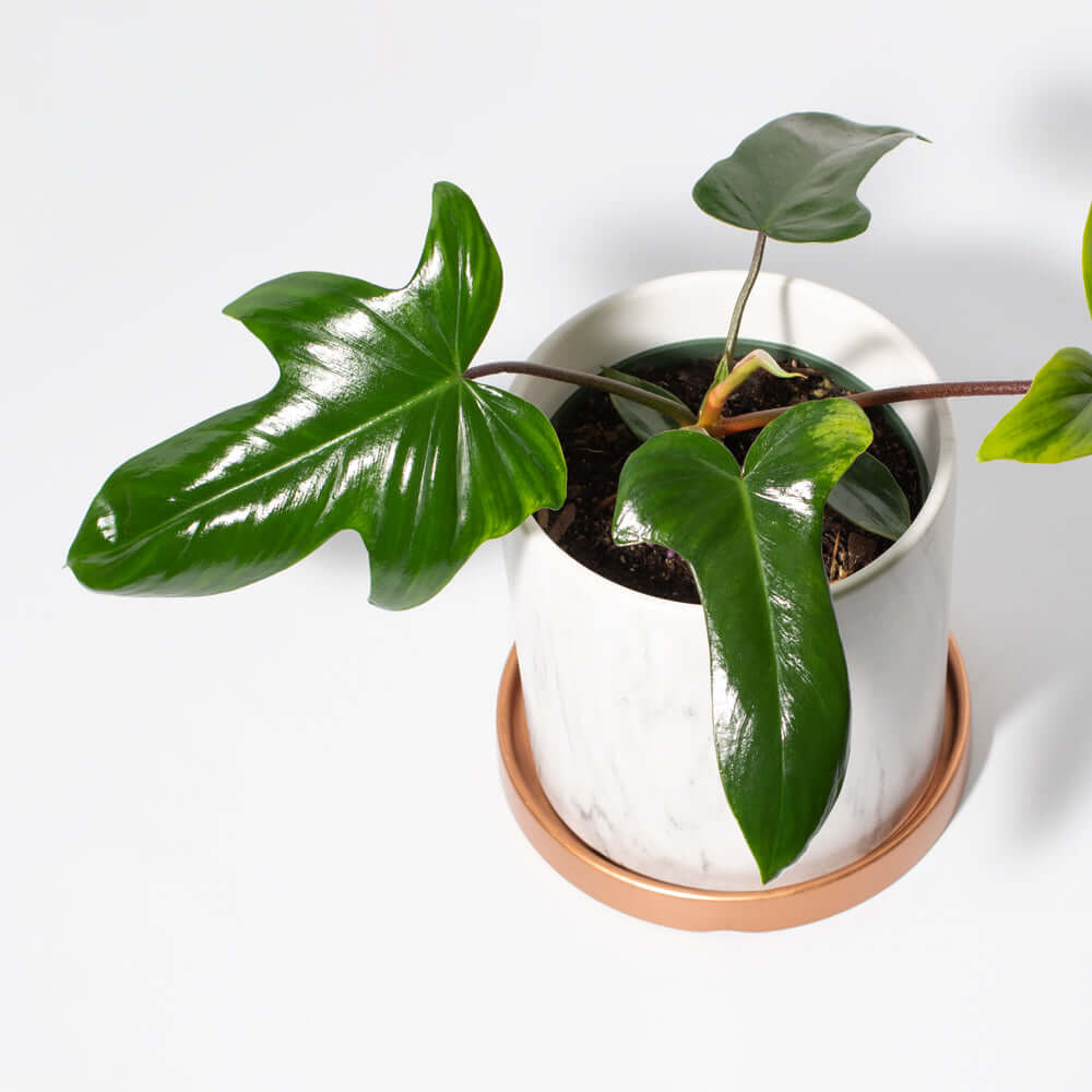 Philodendron ‘Florida Ghost’