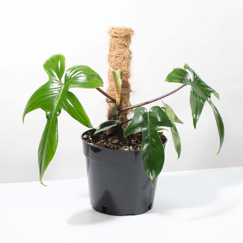 Philodendron ‘Florida Ghost’