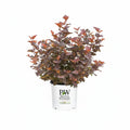 Ginger Wine® Ninebark