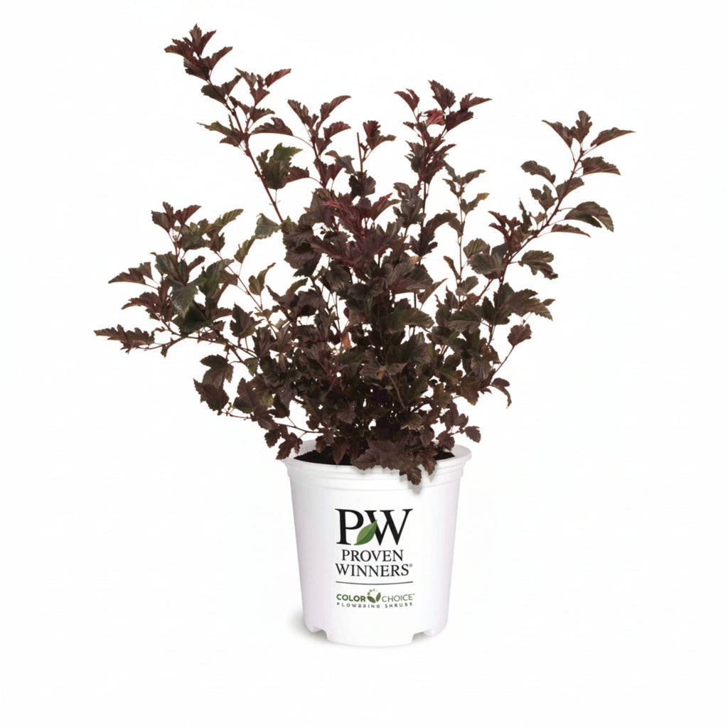 Summer Wine® Ninebark