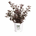 Summer Wine® Ninebark