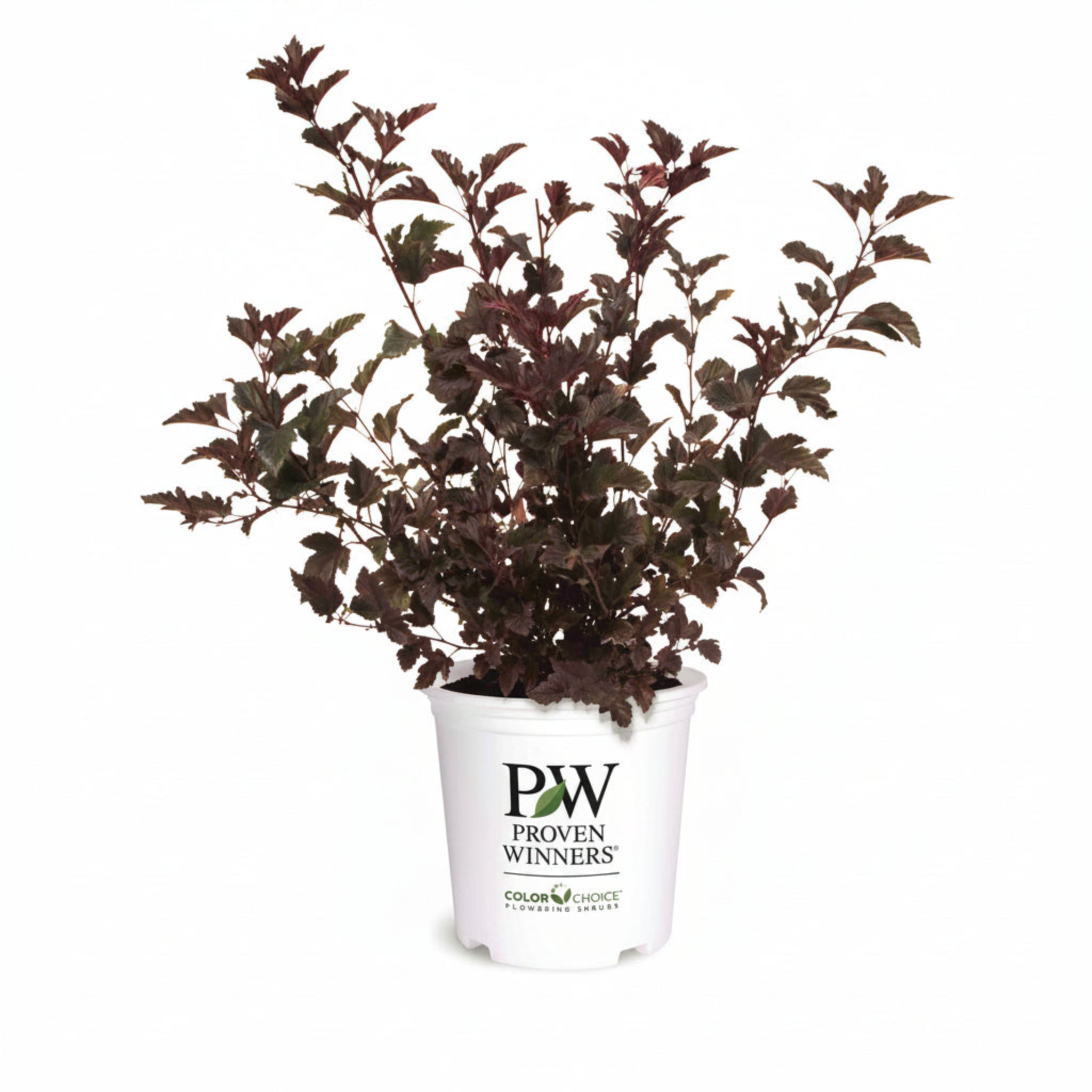 Summer Wine® Ninebark