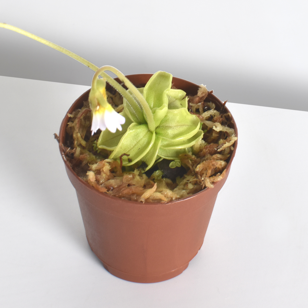 Pinguicula Butterwort