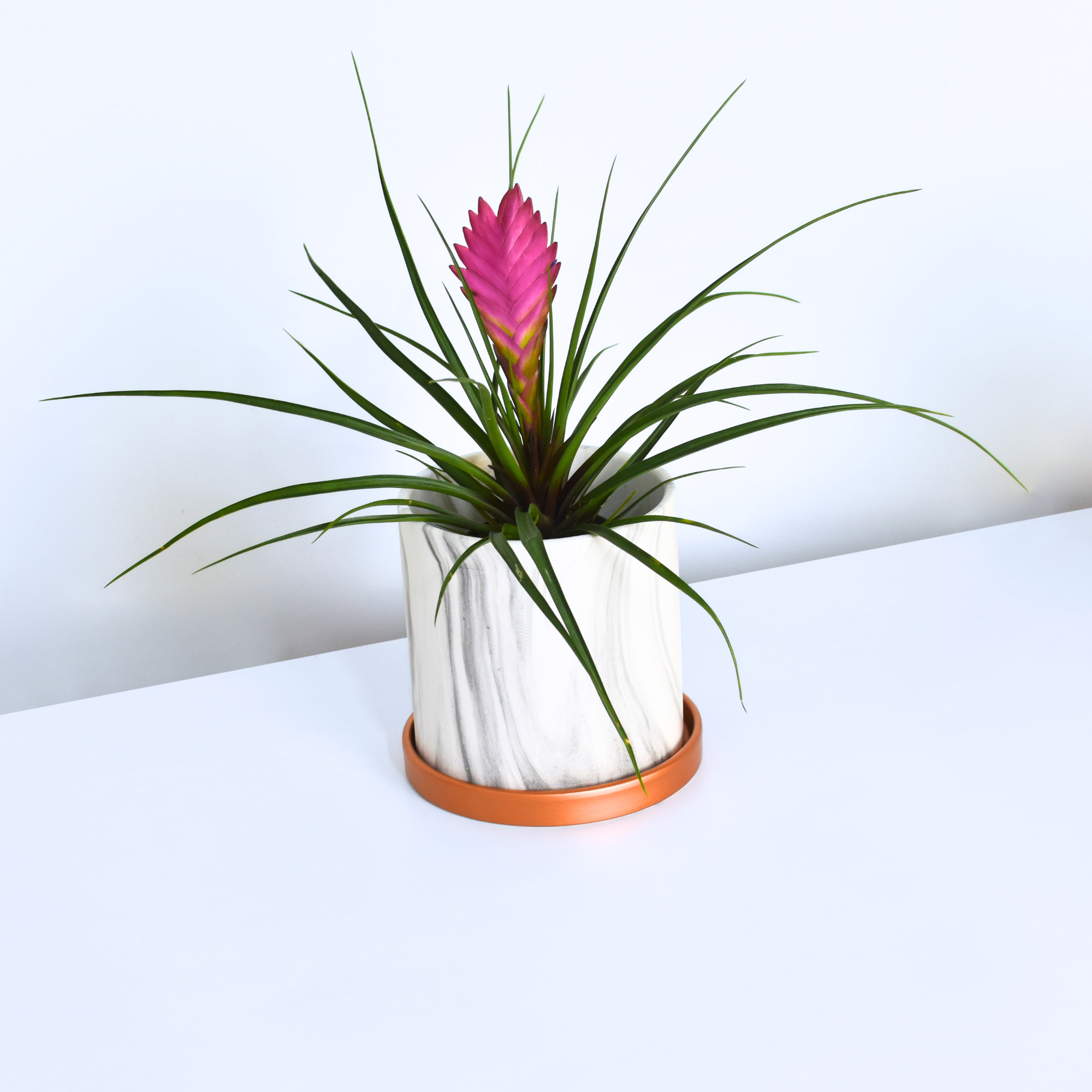 Pink Quill - Tillandsia 'Cyanea'