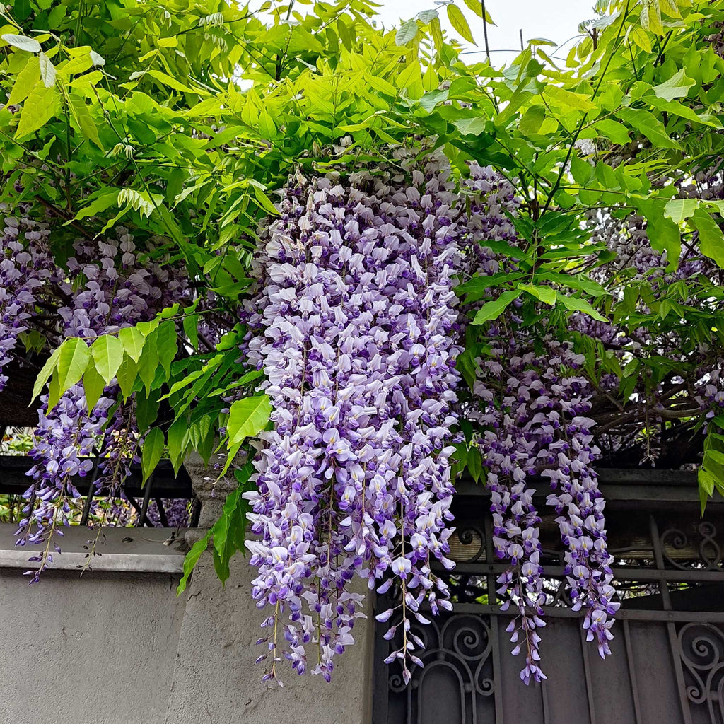 Purple Wisteria Vine