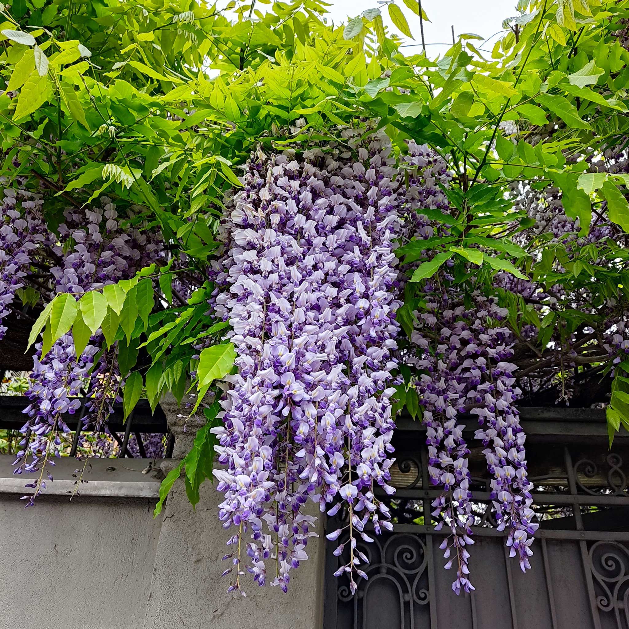 Purple Wisteria Vine