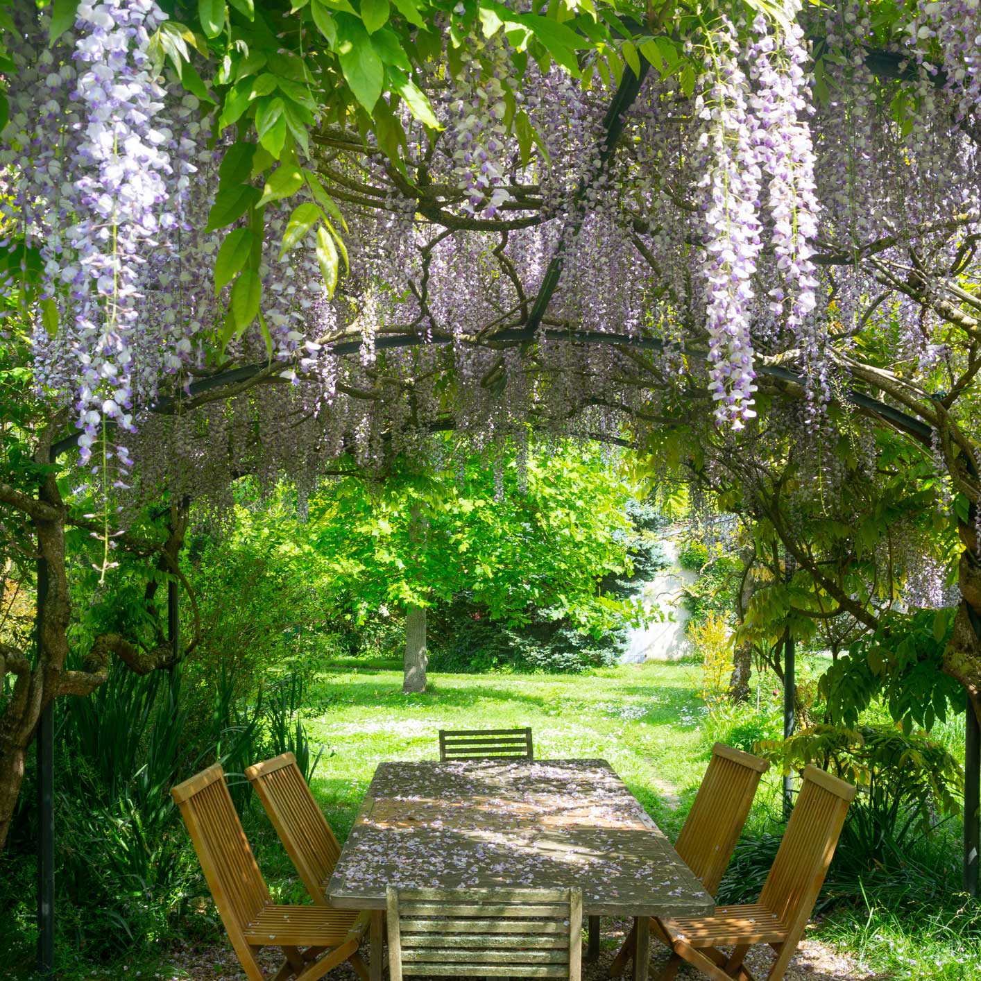 Purple Wisteria Vine