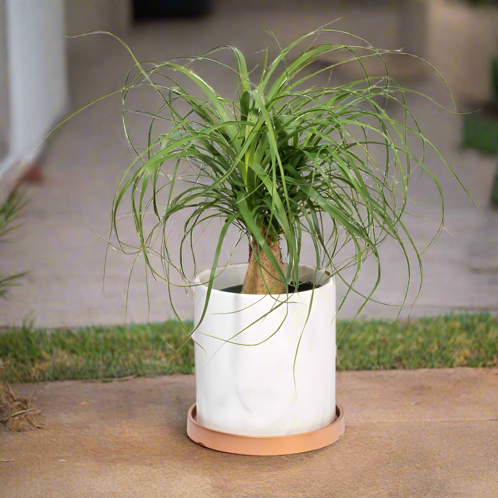 Red Ponytail Palm (Beaucarnea Guatemalensis)