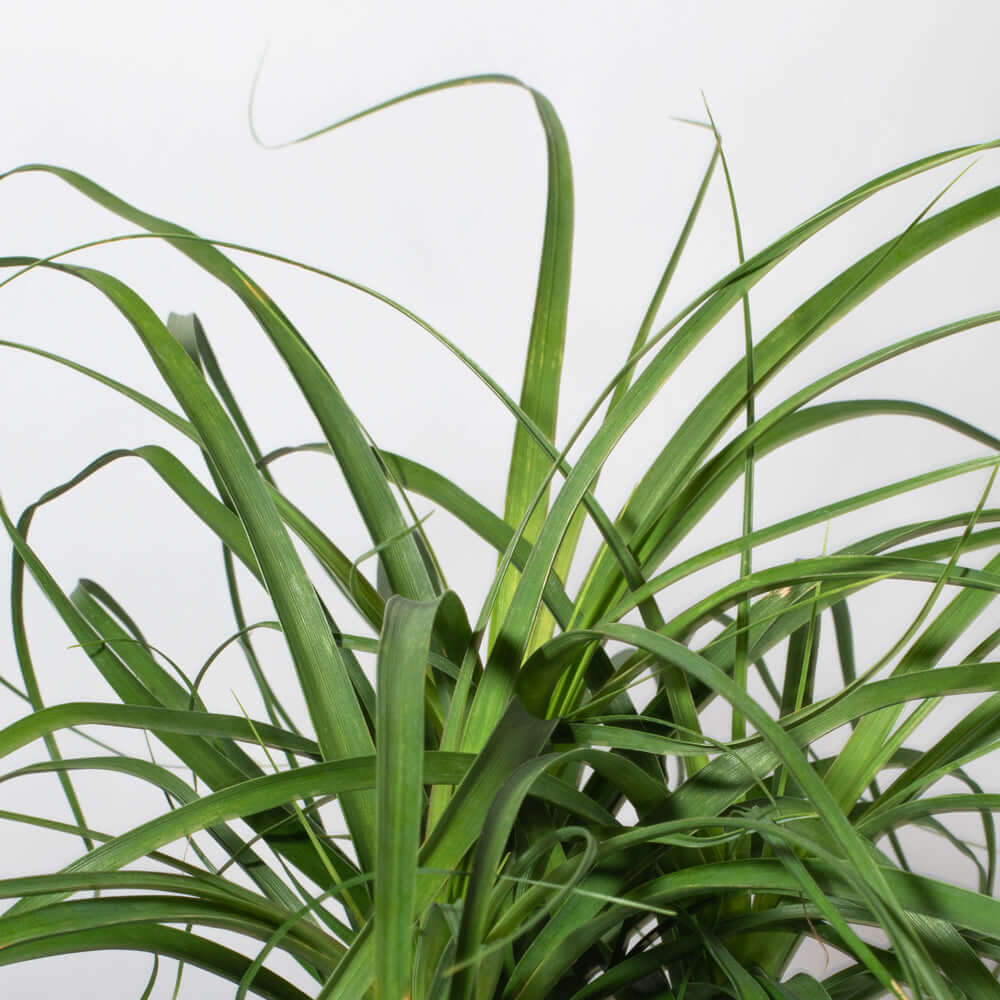 Red Ponytail Palm (Beaucarnea Guatemalensis)