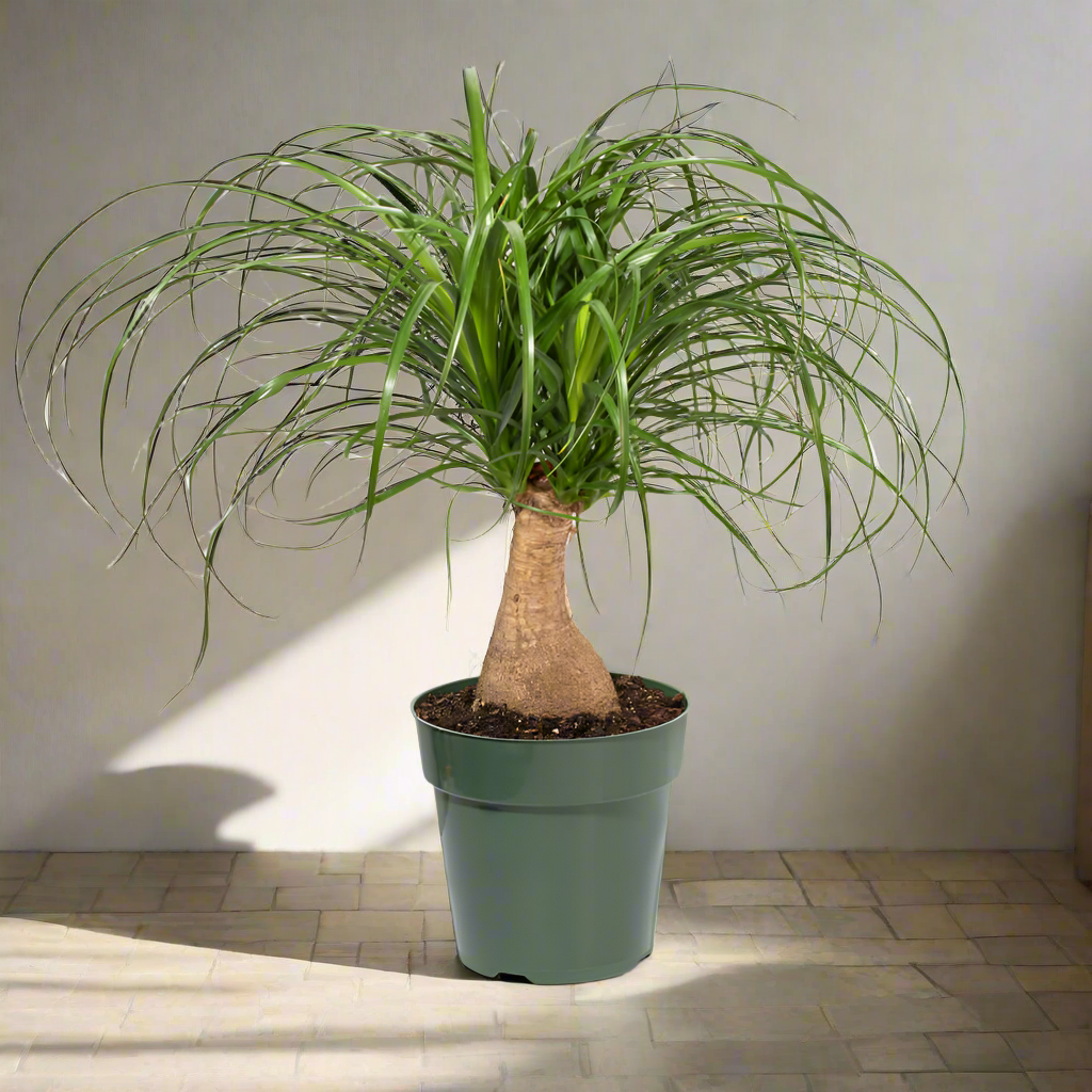 Red Ponytail Palm (Beaucarnea Guatemalensis)