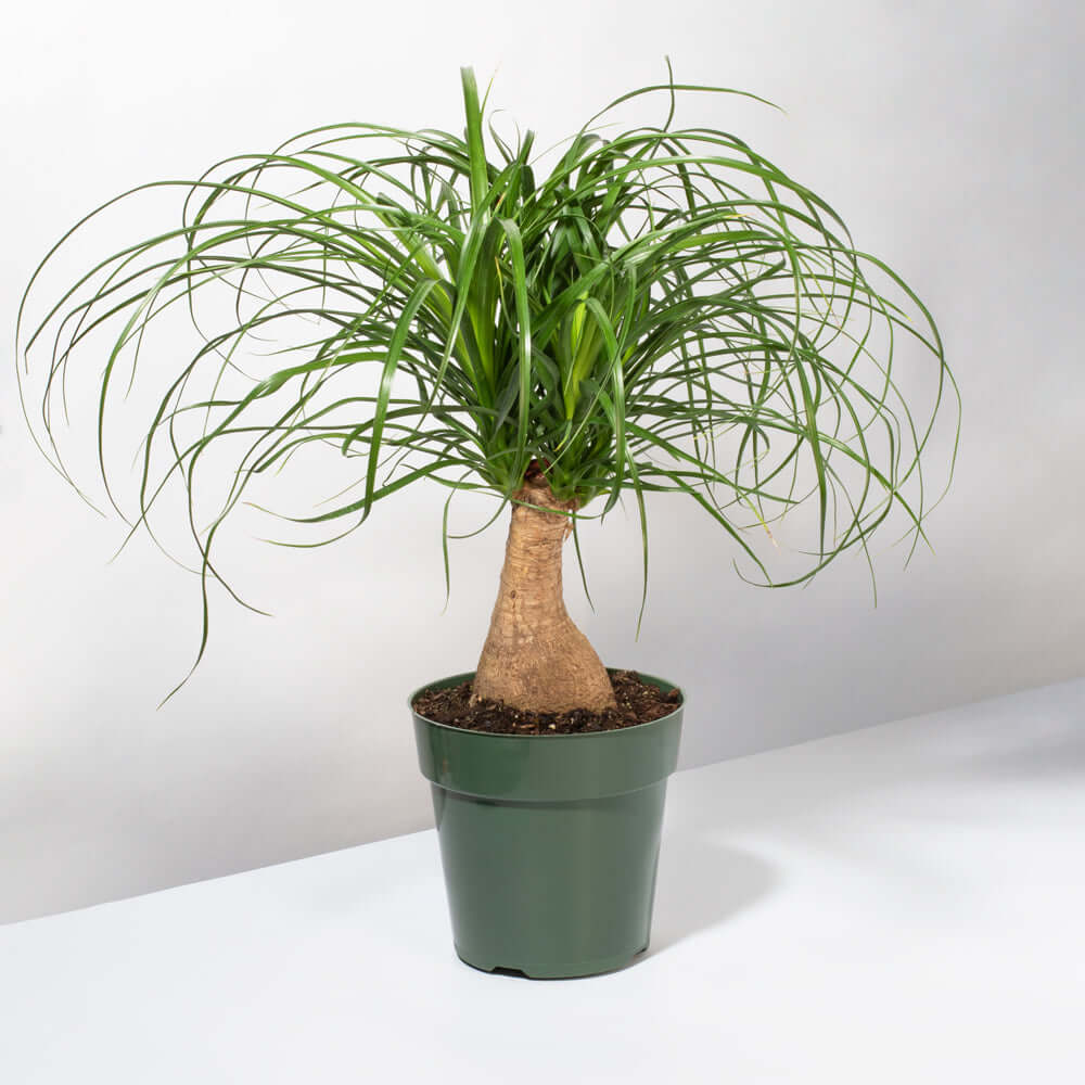 Red Ponytail Palm (Beaucarnea Guatemalensis)