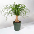 Red Ponytail Palm (Beaucarnea Guatemalensis)