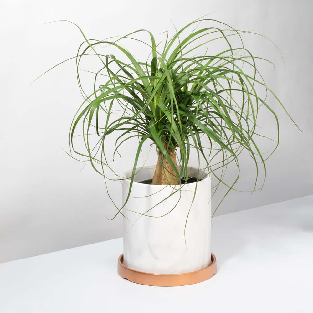 Red Ponytail Palm (Beaucarnea guatemalensis)