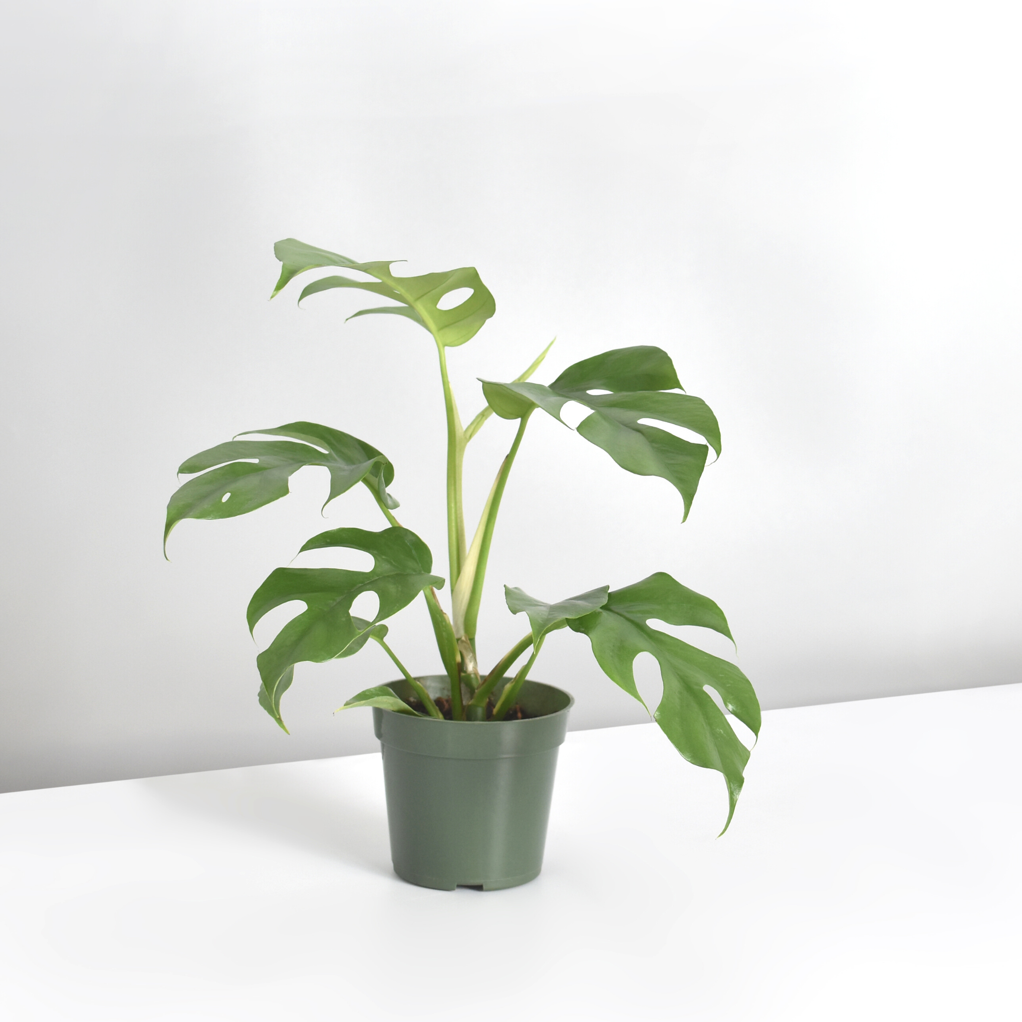 Monstera Ginny – Mini Monstera (Rhaphidophora tetrasperma)