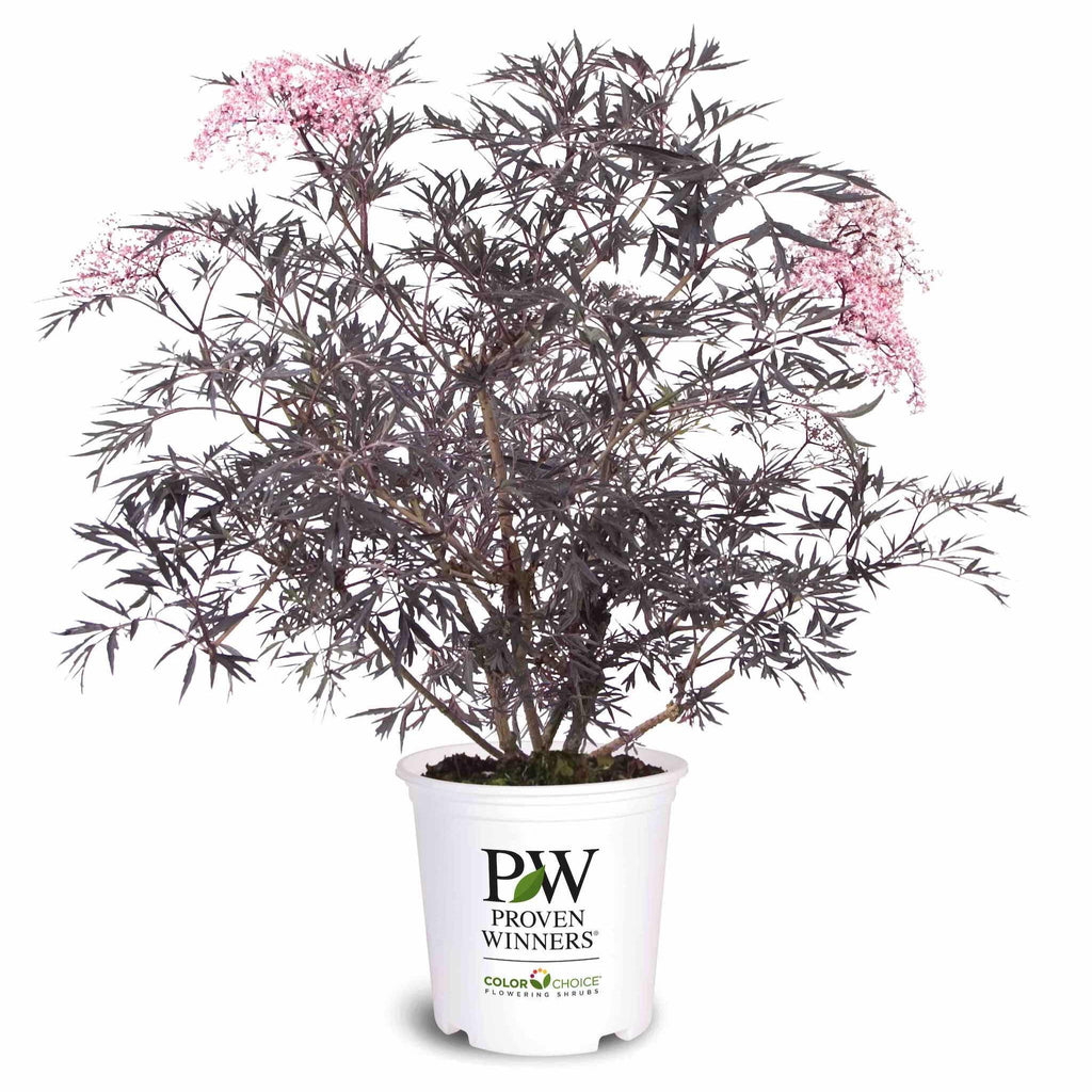 Black Lace® Elderberry