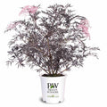 Black Lace® Elderberry