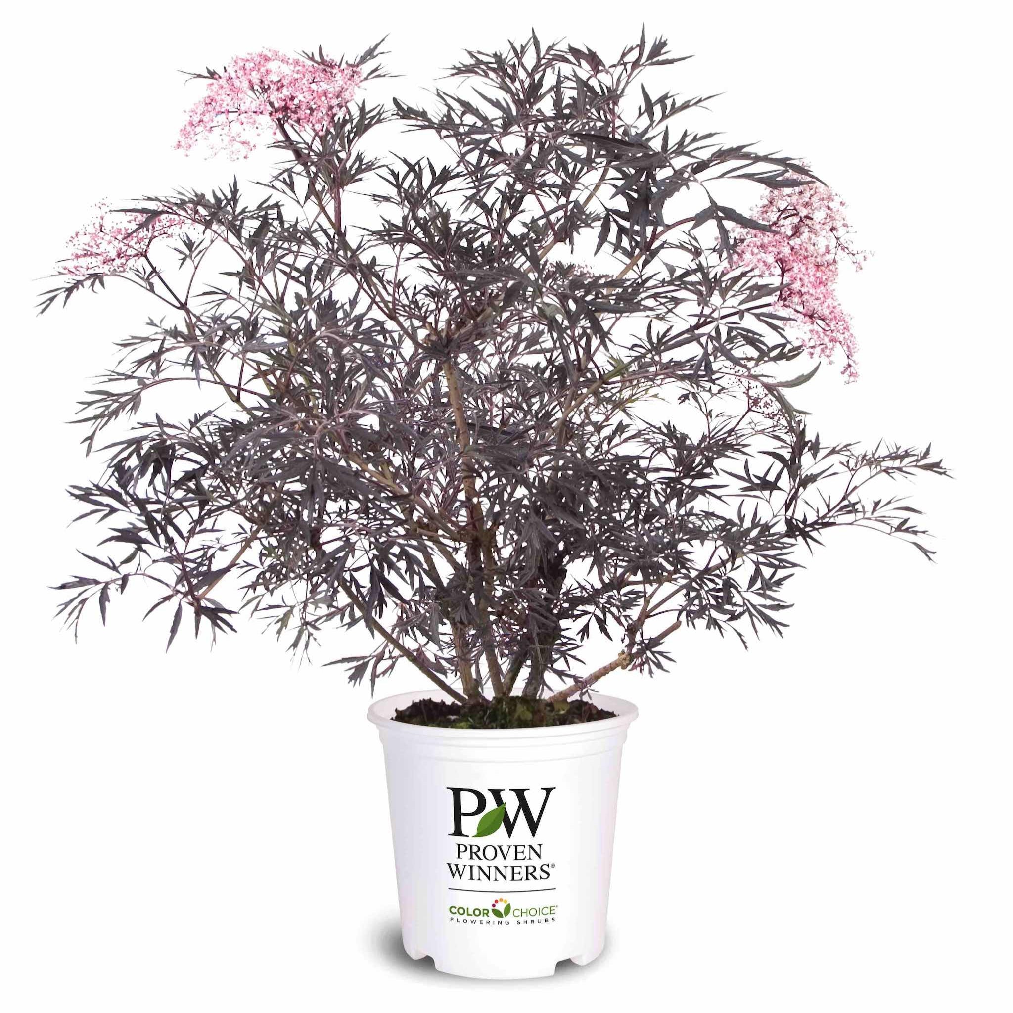 Black Lace® Elderberry