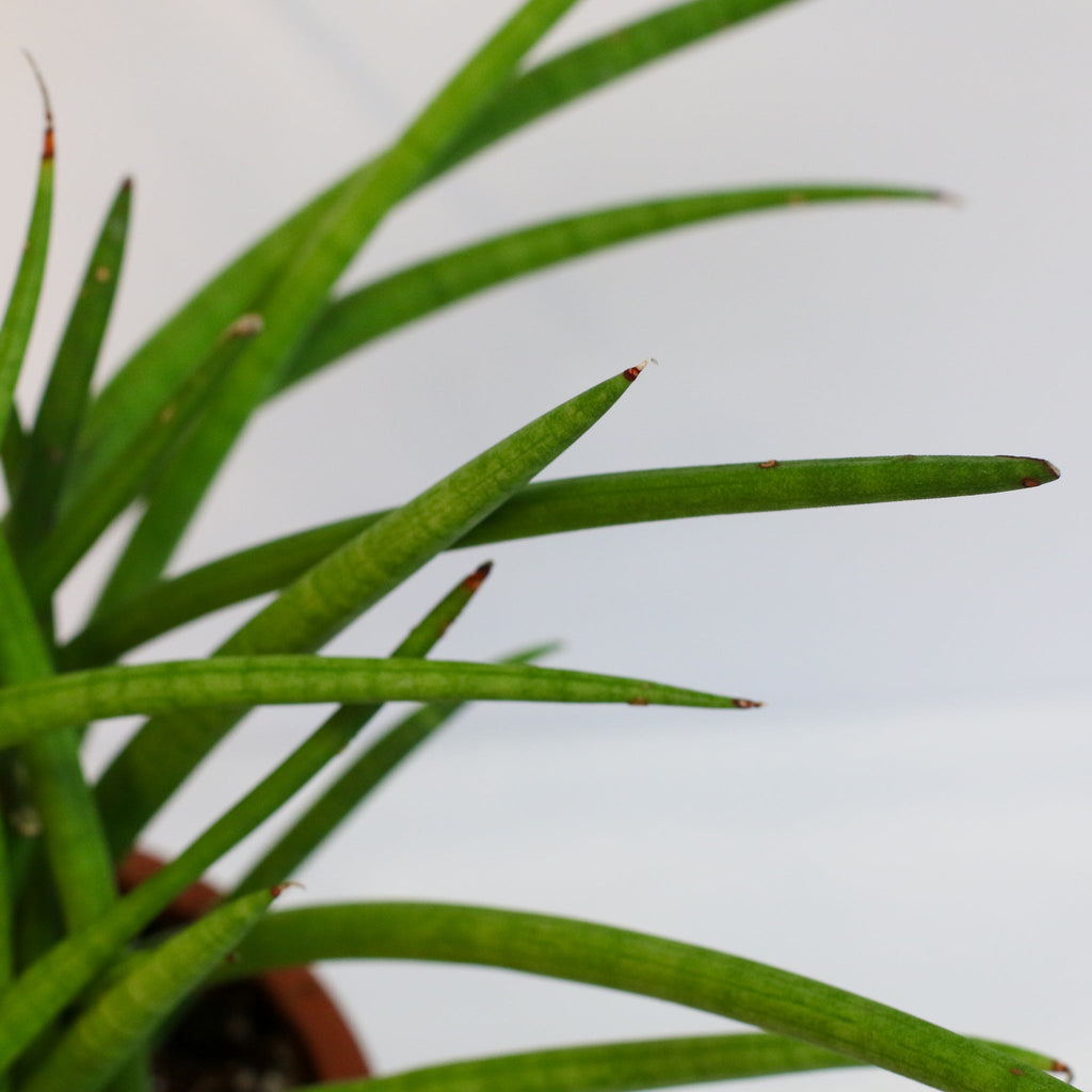 Sansevieria Cylindrica Snake Plant