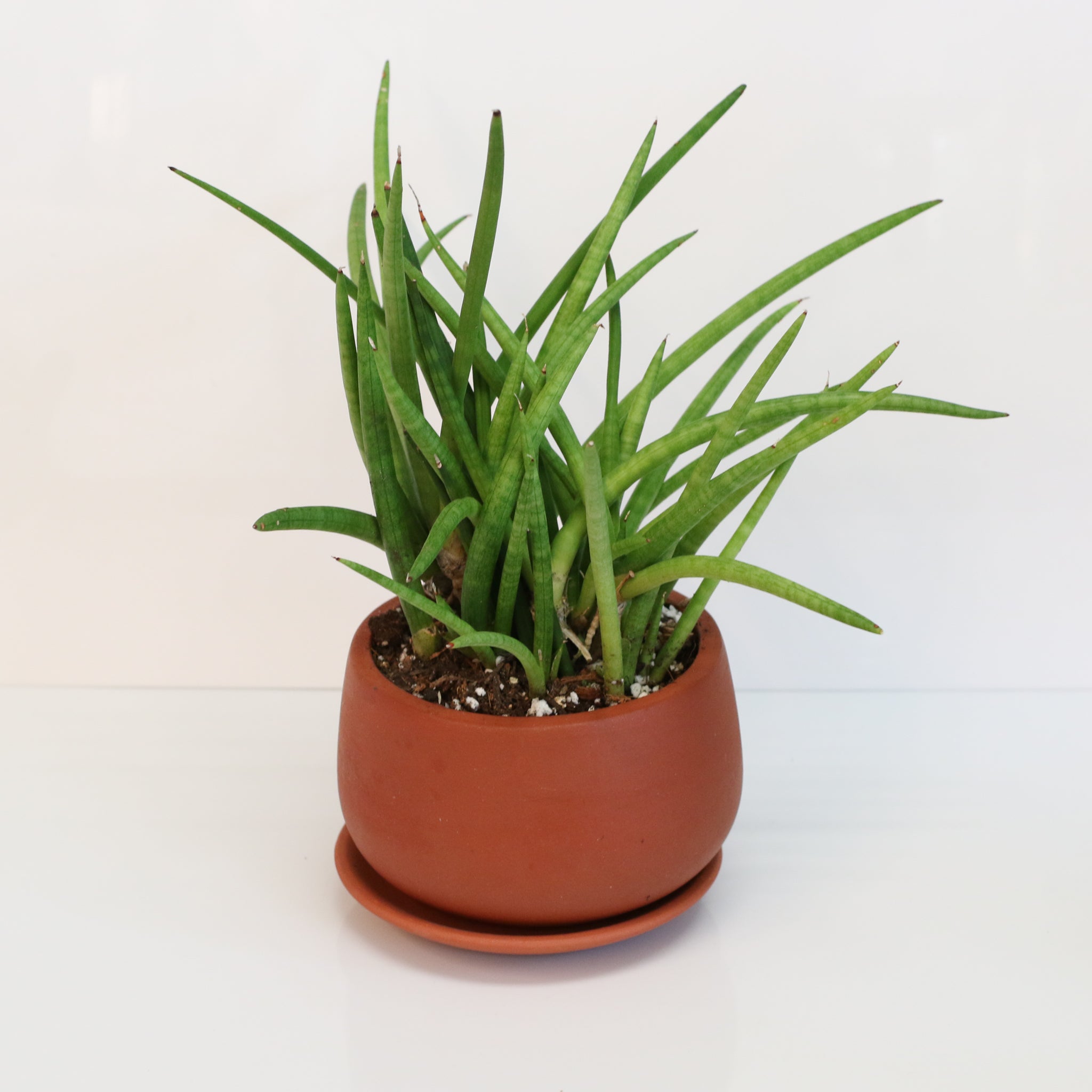 Sansevieria Cylindrica Snake Plant
