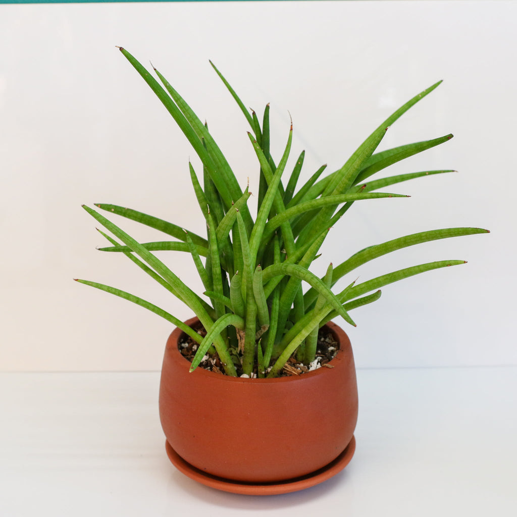 Sansevieria Cylindrica Snake Plant
